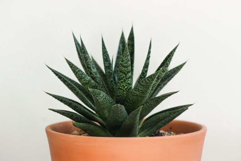 Home Improvement Activities for Mental Well-Being
