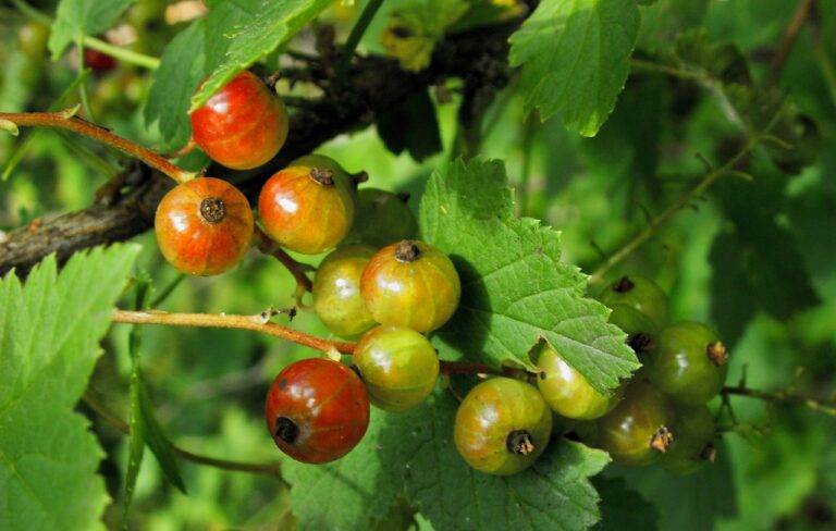 The Science of Agroecological Pest and Disease Management: Integrating Biological Controls: World 7.com, Mahadev book login id and password, Silver exchange demo id