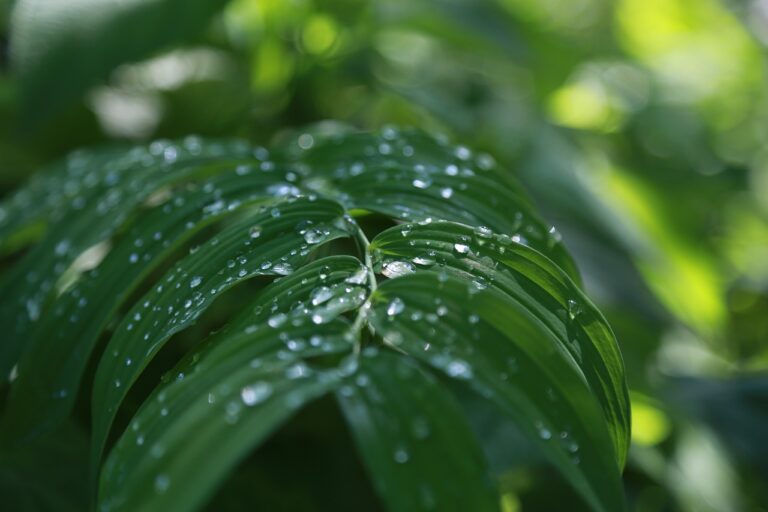 The Role of Mycorrhizae in Soil Health: Symbiotic Relationships in the Garden: 11xplay reddy login password, King 567, Skyinplay live login